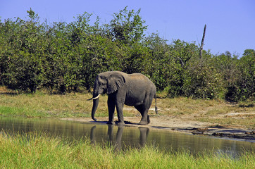 Botswana Moremi 2009 Elefant Elephant