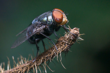 macro small flies of life