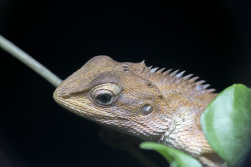 closeup head shot of Oriental garden lizard