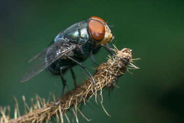 macro small flies of life