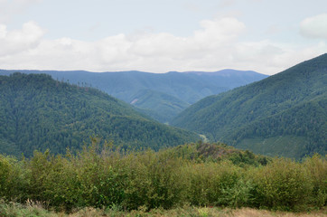 Fragment of the mountainous terrain in the Carpathians, Ukraine. The forest is forgiven by the...
