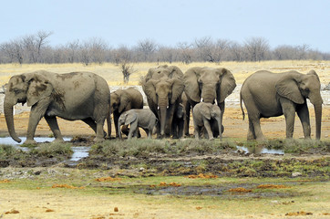 Namibia Etosha 2017 Elefant Elephant