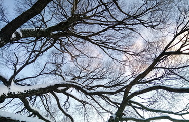Snow-covered trees. The beauty of winter nature.