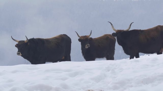 Aurochs in winter