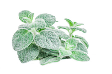 Dittany Cretan herb Dictamus isolated on white backround. Origanum dictamnus celtic oregano