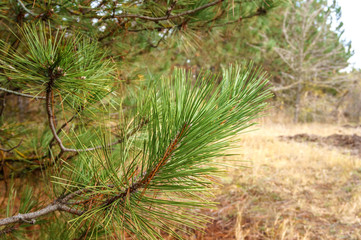 green spruce branches close-up