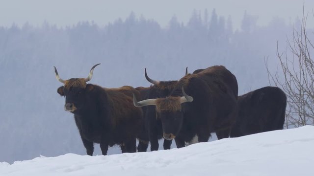 Aurochs in winter