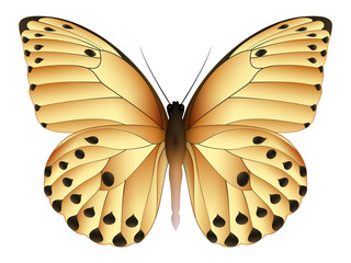 Beautiful butterfly isolated on a white background
