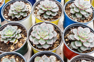 various types of succulent in flower pots in the greenhouse