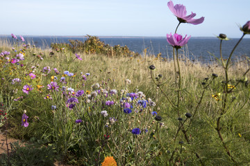 Blooming wildflowers on coastline of Prince Edward Island, Canada