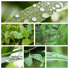 composition gouttes de pluie sur végétal 