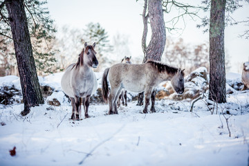 The herd of Polish conies against the background of a winter snow forest