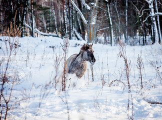 Stallion of the Polish conic runs through the winter snow forest