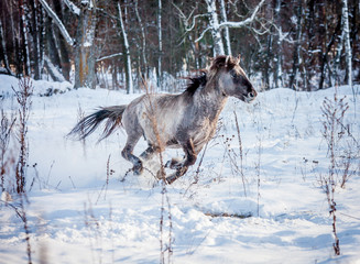 Stallion of the Polish conic runs through the winter snow forest