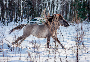 Stallion of the Polish conic runs through the winter snow forest
