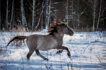 Stallion of the Polish conic runs through the winter snow forest