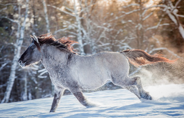 Stallion of the Polish conic runs through the winter snow forest