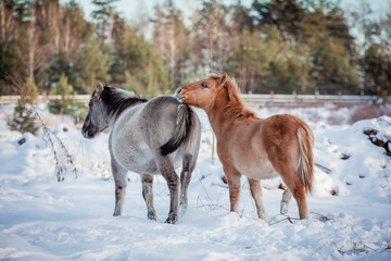 The herd of Polish conies against the background of a winter snow forest