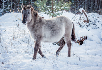 Horse of the breed Polish konik pose for portrait in winter against the background of snow © Елизавета Мяловская