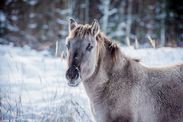 Horse of the breed Polish konik pose for portrait in winter against the background of snow © Елизавета Мяловская
