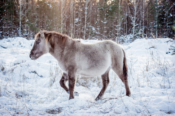 Horse of the breed Polish konik pose for portrait in winter against the background of snow © Елизавета Мяловская