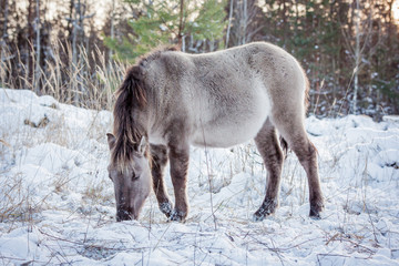 Horse of the breed Polish konik pose for portrait in winter against the background of snow © Елизавета Мяловская
