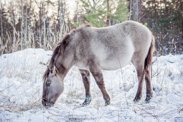 Horse of the breed Polish konik pose for portrait in winter against the background of snow © Елизавета Мяловская