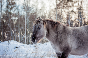 Horse of the breed Polish konik pose for portrait in winter against the background of snow © Елизавета Мяловская