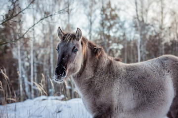Horse of the breed Polish konik pose for portrait in winter against the background of snow © Елизавета Мяловская