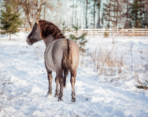 Horse of the breed Polish konik pose for portrait in winter against the background of snow © Елизавета Мяловская