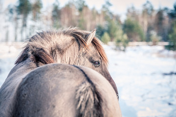 Horse of the breed Polish konik pose for portrait in winter against the background of snow © Елизавета Мяловская