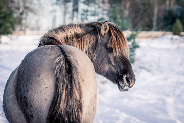 Horse of the breed Polish konik pose for portrait in winter against the background of snow © Елизавета Мяловская