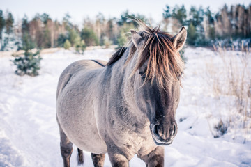 Horse of the breed Polish konik pose for portrait in winter against the background of snow © Елизавета Мяловская