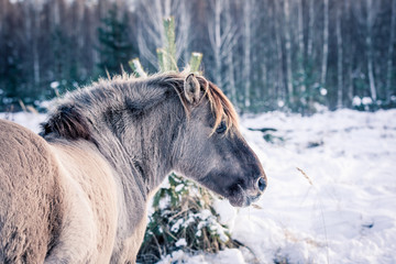 Horse of the breed Polish konik pose for portrait in winter against the background of snow © Елизавета Мяловская