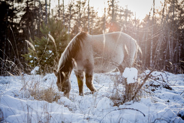 Horse of the breed Polish konik pose for portrait in winter against the background of snow © Елизавета Мяловская