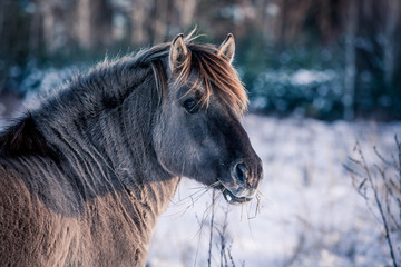 Horse of the breed Polish konik pose for portrait in winter against the background of snow © Елизавета Мяловская