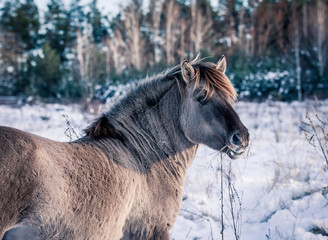 Horse of the breed Polish konik pose for portrait in winter against the background of snow © Елизавета Мяловская
