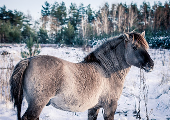 Horse of the breed Polish konik pose for portrait in winter against the background of snow © Елизавета Мяловская