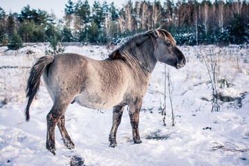 Horse of the breed Polish konik pose for portrait in winter against the background of snow © Елизавета Мяловская
