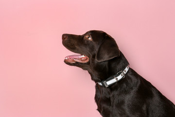 Chocolate labrador retriever on color background