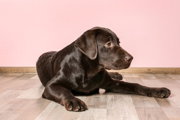 Chocolate labrador retriever on floor against color wall
