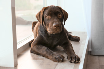 Chocolate labrador retriever near window at home