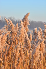 Stems of Reed