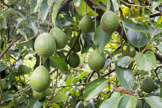 avocadoes fruit on tree in the garden
