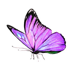 Obraz na płótnie Canvas beautiful blue butterfly, isolated on a white