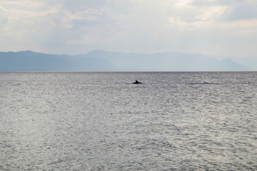 dolphins in the Aegean Sea