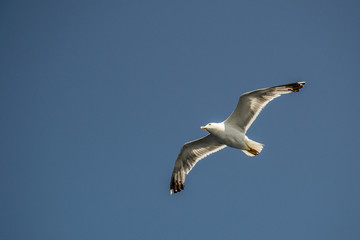 One seagull flying in the blue sky