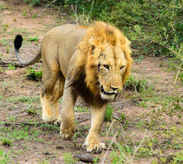Lion Kruger Park South Africa