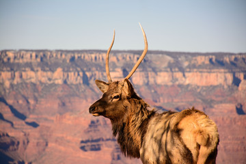 Grand Canyon