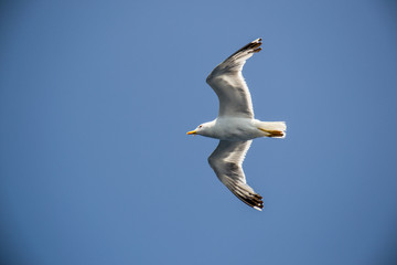 One seagull flying in the blue sky